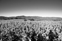 _DSC3023-2