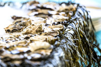 _DSC5049