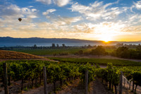Vineyards