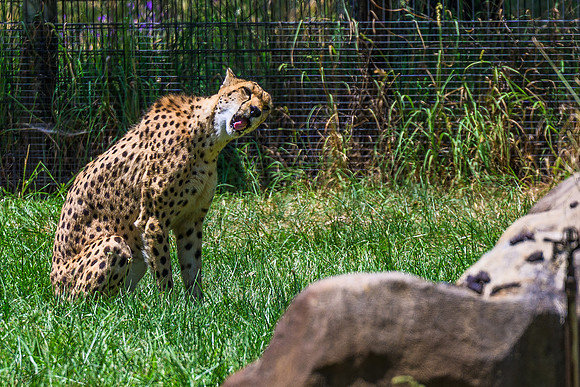 _DSC8486